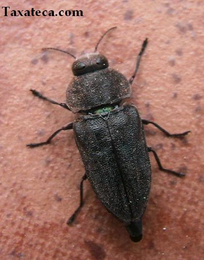 BUPRESTIDAE DETERMINATION